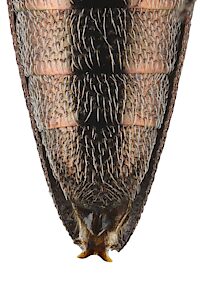 Euryspilus australis, PL5672C, female, from Lepidospermum hispidulum, showing ovipositor, EP, 9.1 × 2.3 mm